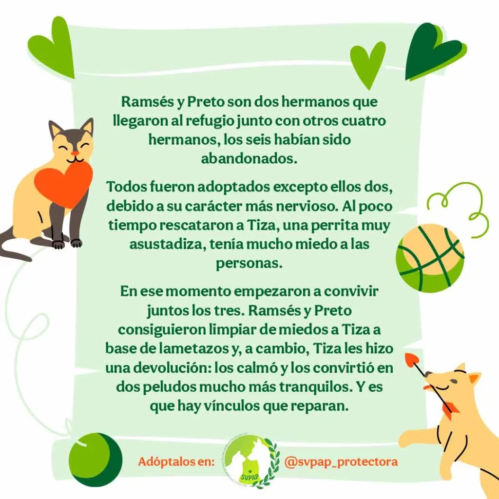 Tiendanimal Publicidad Veroma historia preto tiza ramses