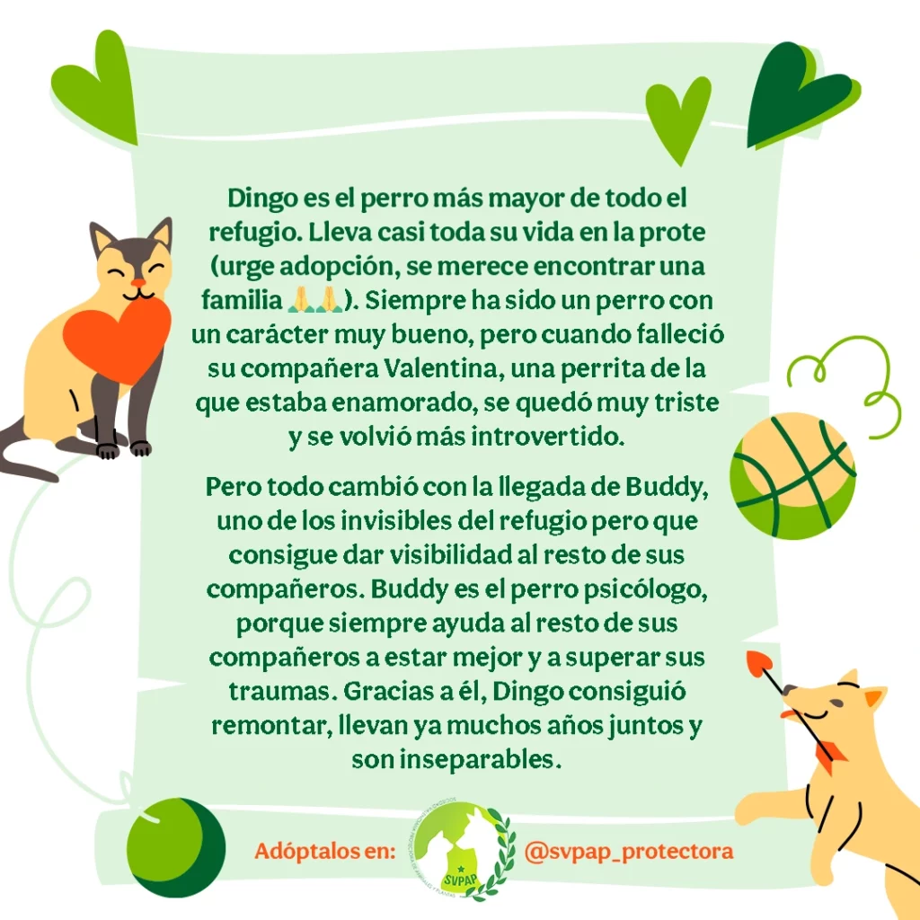 Tiendanimal Publicidad Veroma DINGO BUDDY historia